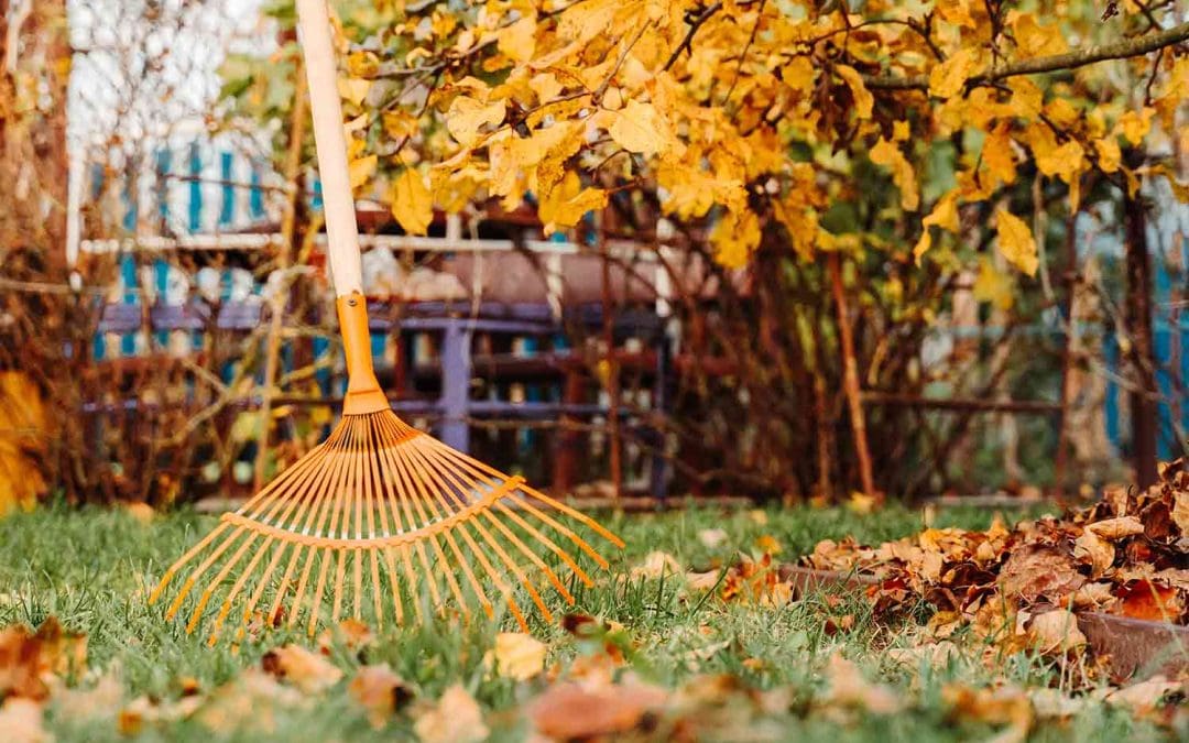 How to Clear the Clutter from an Overgrown Garden